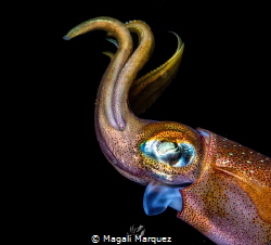 Portrait Squid by Magali Marquez 